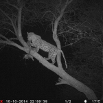 hunt-leopard