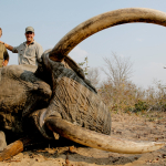 hunting-elephant-zimbabwe
