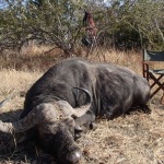 hunting-buffalo