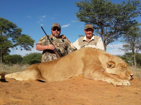 hunting-lion