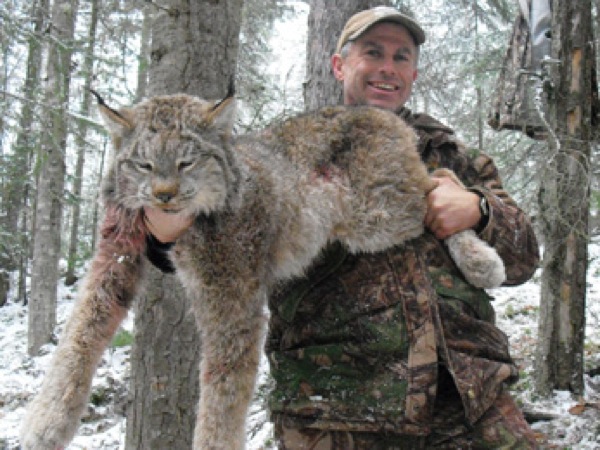 lynx-hunting